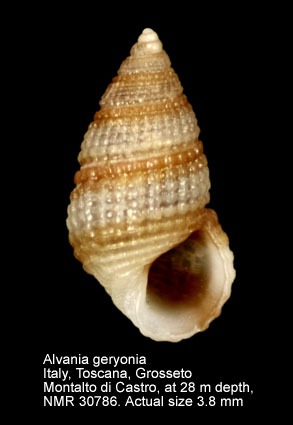 Alvania geryonia (3).jpg - Alvania geryonia (Nardo,1847)